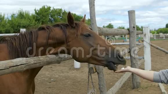 年轻女子喂养和照顾棕马户外有动物的女性视频的预览图