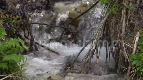 一条沸腾的小溪沿着山坡流下来清澈的冷水沿着斜坡快速移动小溪的堤岸已经过度生长了视频的预览图