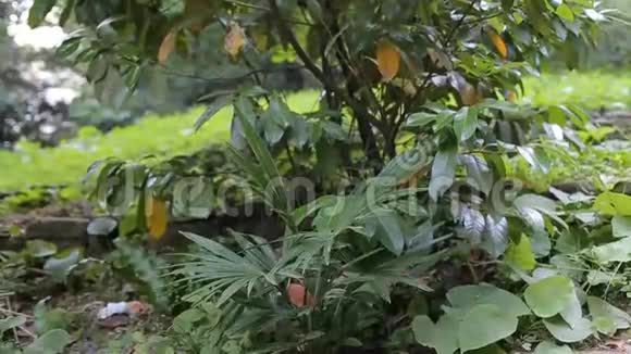 五彩缤纷的布干维尔一棵热带的夏天视频的预览图