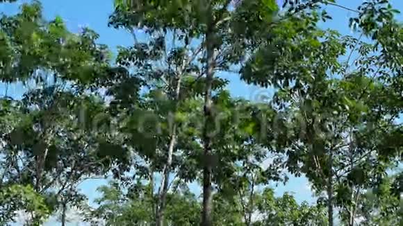 风吹过橡胶树视频的预览图