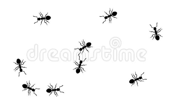 禁止标志中的蚂蚁视频的预览图