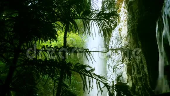 流动瀑布透过热带植物视频的预览图