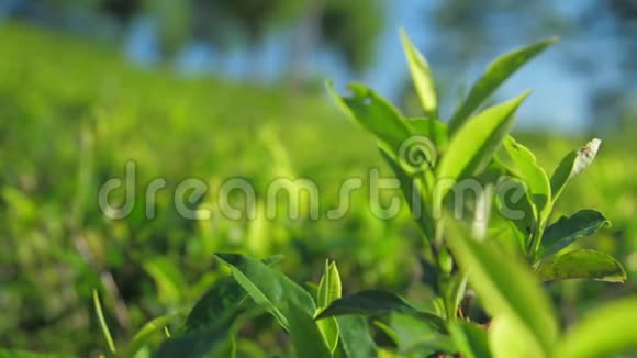 种植园特写慢动作茶树嫩枝视频的预览图