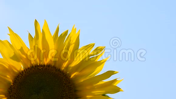蓝天上的一朵黄色的向日葵视频的预览图