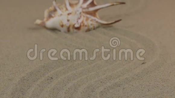 走近一只美丽的贝壳躺在波浪状的沙滩上视频的预览图