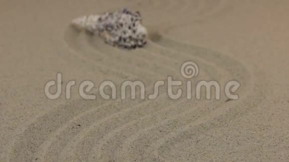 走近一只美丽的贝壳躺在波浪状的沙滩上视频的预览图