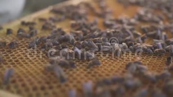 蜂窝上的蜜蜂养蜂人轻轻地从框架中移除蜜蜂日记宏高清高清视频的预览图