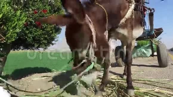 驴在卢克索路边吃甘蔗叶视频的预览图