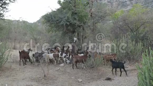在乔德普尔的乡村牛在树木和灌木丛中放牧视频的预览图