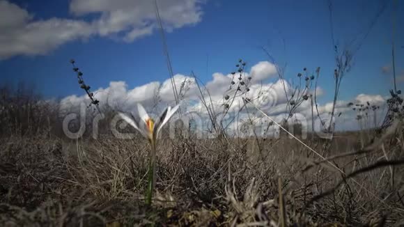 鳄鱼网纹蒂利古尔河口山坡野生多年生球茎植物视频的预览图