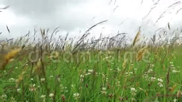 草甸或田野上生长的三叶草和草视频的预览图