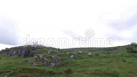 爱尔兰康奈马拉山上放羊16视频的预览图
