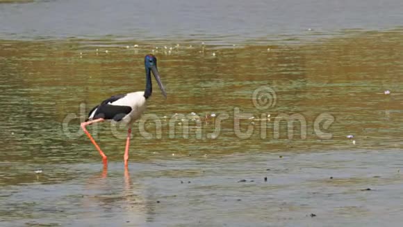 黑颈鹳鸟比拉邦视频的预览图