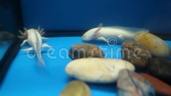 白色Axolotl墨西哥Ambystoma视频的预览图