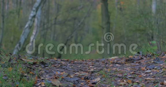 一个穿着橙色夹克靴子和牛仔裤的人从镜头中穿过秋天的森林视频的预览图