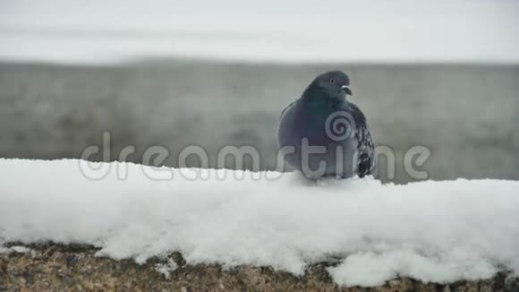 鸽子坐在雪地上寒冷的冬雪视频的预览图