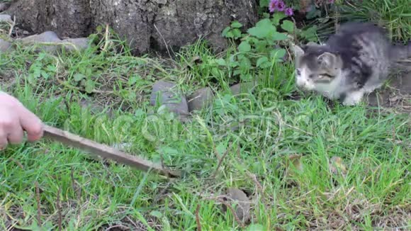 小猫在草地上玩视频的预览图