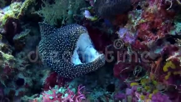 大型黑斑鳗鱼坐在礁石上视频的预览图
