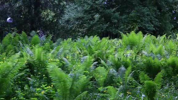 热带气候中的绿色蕨类植物视频的预览图