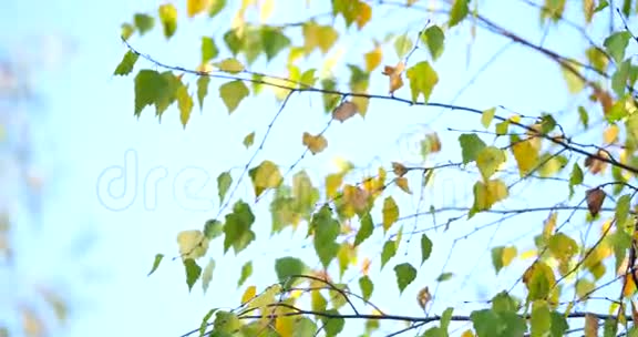 一棵桦树的金秋叶视频的预览图