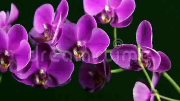 黑背景紫兰花与相机运动视频的预览图