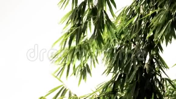 天然竹叶视频的预览图