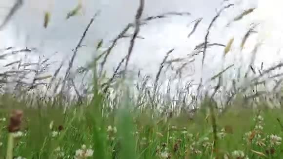 草甸或田野上生长的三叶草和草视频的预览图
