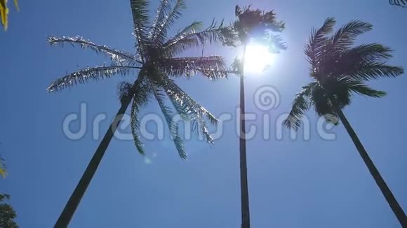 阳光透过棕榈树照耀风摇掌树慢动作视频的预览图