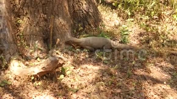 斯里兰卡亚拉国家公园的一只大蜥蜴的景色视频的预览图