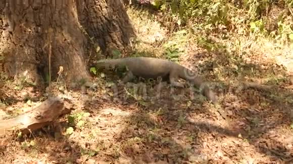 斯里兰卡亚拉国家公园的一只大蜥蜴的景色视频的预览图