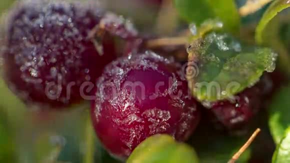 牛莓植物叶子上的霜冻融化全高清视频的预览图