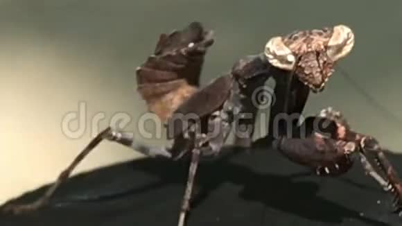 泰国素林岛类似螳螂的昆虫视频的预览图