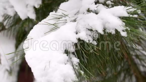 雪落在雪松树上冬天雪松覆盖一个美丽的绿色雪松雪覆盖在一个镜头分支机构视频的预览图