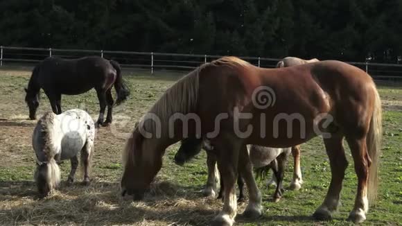 一群马在晴朗的夏天在干旱的田野里吃干草视频的预览图