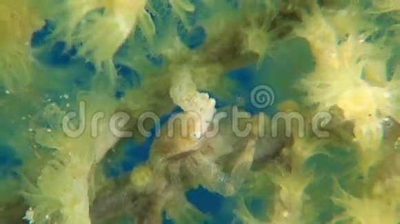 大猩猩珊瑚中的黄瓷蟹视频的预览图
