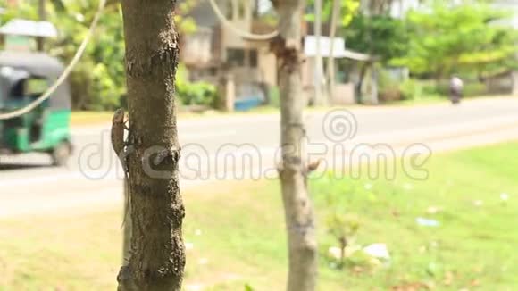 韦利加马斯里兰卡马克2014年一只蜥蜴在一棵树上的景色当地的交通在韦利加马韦利加玛一词的字面意思是视频的预览图