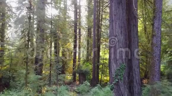 北加利福尼亚红木的空中拍摄视频的预览图