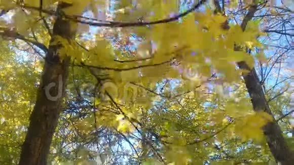 黄叶在风中摇曳视频的预览图