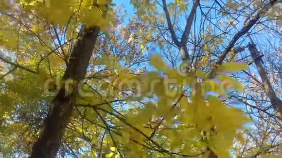黄叶在风中摇曳视频的预览图