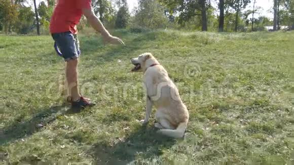 年轻人和狗在户外大自然中玩耍拉布拉多犬或金毛猎犬和它的主人在一起视频的预览图