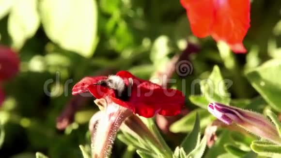 从花中爬来的大黄蜂视频的预览图