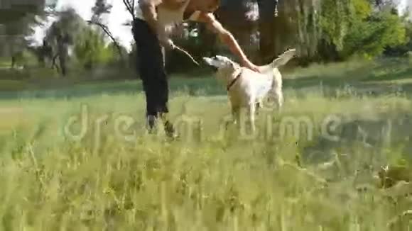 年轻人和狗在户外大自然中玩耍拉布拉多犬或金毛猎犬和它的主人在一起视频的预览图