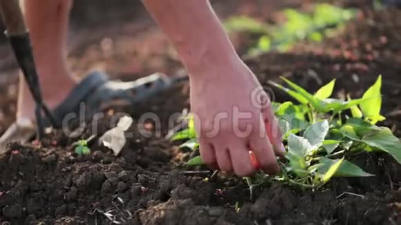 有机农田甘薯幼长锄草田农户视频的预览图
