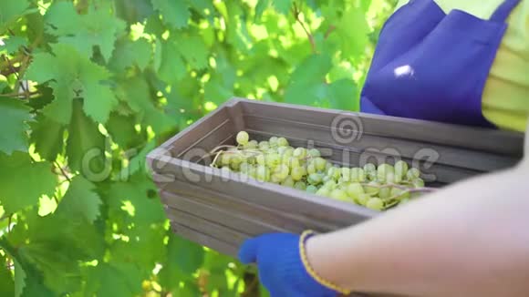 穿着蓝色围裙和园艺手套在葡萄园里摘葡萄的白种人女性视频的预览图