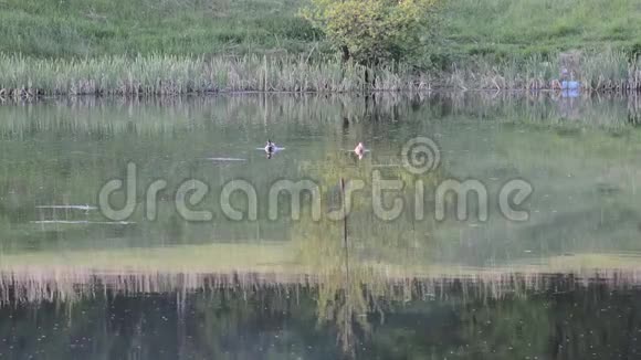 公鸭和棕鸭一家野鸭在阳光下在池塘里游泳视频的预览图