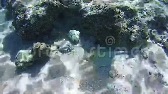 埃及红海珊瑚礁上的星状水下视频的预览图