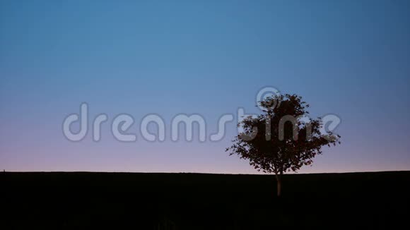 黄昏天空中一棵树的剪影视频的预览图