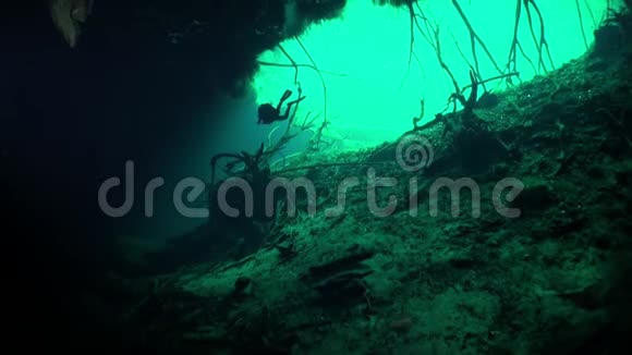尤卡坦洞穴水下树木的根视频的预览图