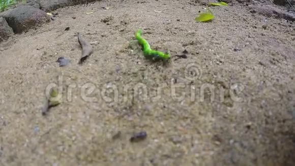 蚂蚁吃着一只正在拼命为它的生命而战的绿色毛毛虫视频的预览图