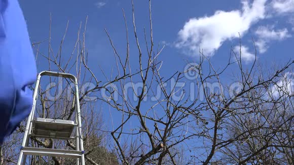 熟练的园艺工人爬上梯子修剪果树树枝视频的预览图